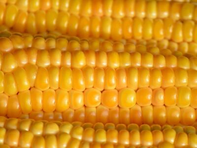 corn, vegetable, grain, food, yellow, agriculture, harvest, healthy, fresh, close-up, natural, crop, field, food product, farm, nutrition, cereal, agricultural product