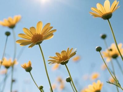 yellow daisies, wildflowers, sunburst, summer meadow, bright sunshine, outdoor flora, blue sky, nature wallpaper, blooming, cheerful, warm daylight, field of flowers, summer vibe, low angle photo, sunny day, sunlit flowers, clear sky, sun rays, sunny atmosphere, ai generated