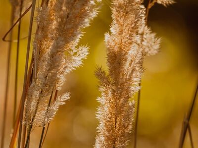 grass, nature, golden hour, soft light, sedge, dry stalks, pastel colors, autumn, flora, outdoors, focus, seasonal, calm, pampas grass, nature details, bio, natural beauty, texture, golden hue, abstract