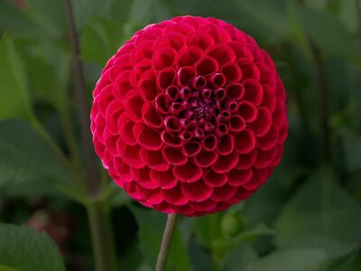 dahlia, beautiful flowers, pink, flower wallpaper, round, flower, garden, nature, detail, macro, garden plant, petal, summer, colorful, flower background, flora, fresh, beauty, ornamental plant, outdoor, intense, simplicity, symmetry