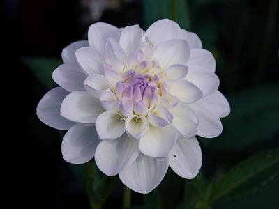 blooming, dahlia, white, hd wallpaper, violet, nature, garden, close-up, background, flower, botany, fall, wallpaper background, flora, wallpaper, lilac, petal, vibrant colors, macro, love for nature, delicate