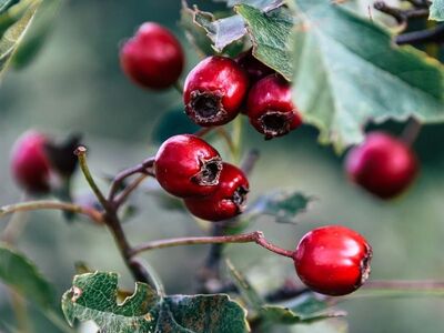 berries, red berries, leaves, shrub, autumn, nature, outdoor, botany, macro, ripe, wild, branches, close-up, blurred background, texture, blossom, bluish, natural light, fresh, vibrant