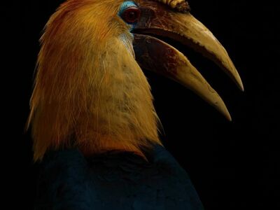 hornbill, wrinkled hornbill, yellow head, large bill, tropical bird, exotic bird, wild bird, nature, bird, beak, majestic, animal, wildlife, detailed plumage, vibrant colors, detailed, portrait, profile