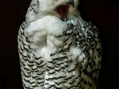 owl, snowy owl, yellow eyes, black and white feathers, nature, wild animals, bird of prey, portrait, raptor, open beak, detailed plumage, dark background, details, captivating, inquisitive, screeching, wild, majestic, detailed, expressive
