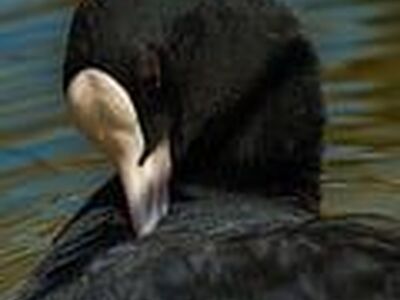 coot, water bird, black feathers, red eye, white shield, preening, lake, wildlife, nature, close-up, detailed, posture, contrast, textured plumage, black bird, water surface, portrait, looking away, outdoors, graceful