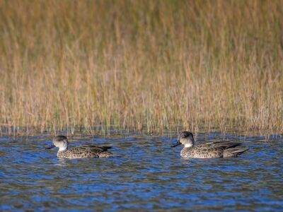 grey teal, duck, bird, avian anatomy, ornithology, bird watching, wildlife, wild, nature, animal, wetland, river, lake, dabbling duck, grasses, pair, australia, water bird, dabbling, body of water, anas gracilis