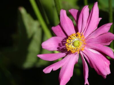 anemone, pink, bloom, flower, leaf, garden, nature, petals, bud, beautiful, sunlight, outdoor, summer, fresh, detail, sharp, delicate, macro, art, creative, background