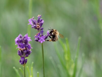 bee, lavender, insect, pollination, bumblebee, flower background, bloom, purple, flower wallpaper, nature, macro, summer, flower, biology, bumblebee on flower, feeding, alive, flower garden, green background, beautiful flowers, natural science, evolution, ecosystem