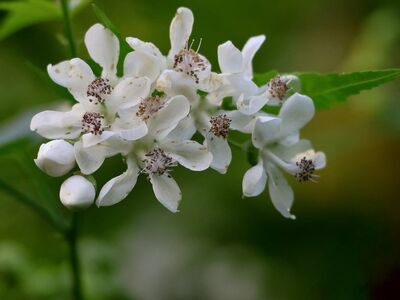 white flowers, flowers, nature, beauty, botany, bud, macro photography, gardening, leaves, natural light, shrub, ecology, green leaves, outdoors, spring, close-up, delicate, biology, rustic style, aesthetics