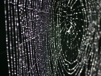 spider web, dew, water droplets, nature, morning, macro, droplet, spider silk, crystal droplet, wet, fragility, early morning, grey background, delicacy, natural light, autumn mood, droplets, detail photography, special effect, invisible web, beautiful composition