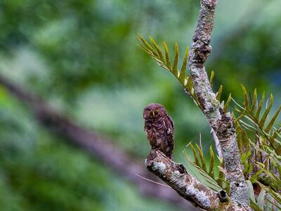 owl, tree, branch, leaf, wildlife, nature, green, birdwatching, camouflage, ornithology, dusk, feathers, nesting, hunting, environment, conserve, serenity, wild, monitoring