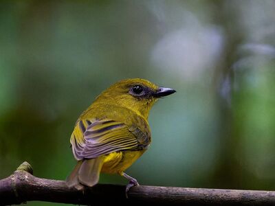 bird, nature, wildlife, borneo, whistler, ornithology, plumage, branch, tropical, view, rainforest, green, yellow, beautiful, birdwatching, fauna, nice, on a branch, avian, macro, bird in nature