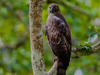 eagle, bird, raptor, nature, wildlife, hawk, predator, bandipur, beak, branch, forest, tree, leaf, avian, adventure, ecosystem, animal