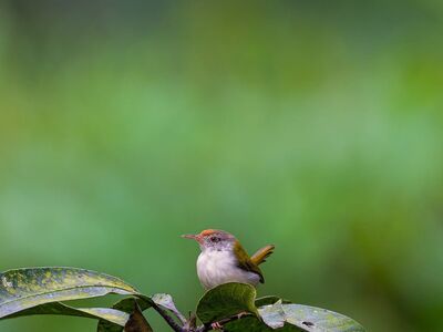 bird, nature, wild, branch, ornithology, leaves, tailorbird, greenery, birdlife, outdoors, natural, ecology, camouflage, plumage, small, exotic, gray, green background