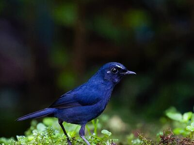 nature, wildlife, bird, borneo, male, portrait, jungle, ecology, natural habitat, rainforest, black color, front view, natural beauty, animal care, exotic animal, birdwatching, scientific research, biodiversity, black bird, macro