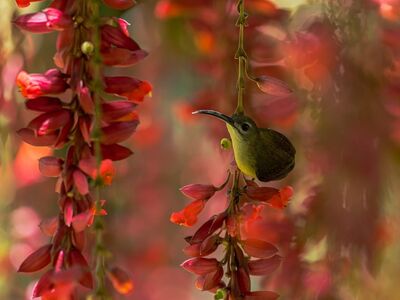 nature, wildlife, bird, colorful, outdoor, ornithology, plumage, beak, feathers, fauna, perched, species, red flower, hummingbird, curious, beautiful, natural habitat, asian fauna, nature photography, small bird, exotic red and yellow flower