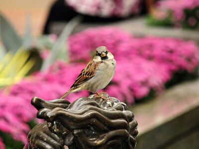 bird, nature, wildlife, feathers, beak, colors, sparrow, pink flowers, bronze, statue, garden, decoration, natural, black and white, urban, garden statue, close-up, animal depiction