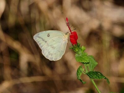 butterfly, nature, insect, pollination, wings, flower wallpaper, flower, red, flying, green, macro, flight, details, natural world, flower background, environment, beauty, wilderness, beautiful flowers, microworld, bugs, beautiful