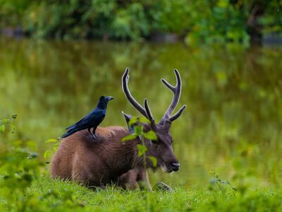 symbiosis, forest, wilderness, deer, wildlife, bird, crow, grass, green, water, cooperation, nature, animal, feathers, meadow, ornithology, mammal, black, beak, stream