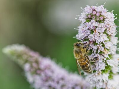 bee, flower, beautiful flowers, nature, pollination, macro photography, insect, honeybee, flying, biology, blurred background, purple, garden, summer, ecosystem, sharp, flower wallpaper, beauty, honey, flight, flower background, botany, gardening
