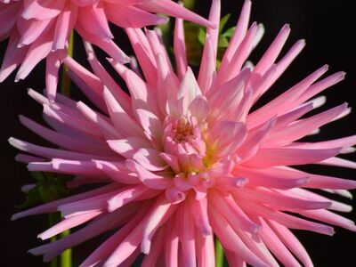 dahlia, pink bloom, garden flower, summer flower, nature, flower beauty, close-up, flower, ornamental plant, nature wallpaper, beautiful flowers, cactus, pink, composite flower, flower background, late summer, dahlia wallpaper, flower wallpaper, garden, hydrangea