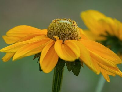 flower, yellow, sunflower, macro, nature, detail, garden, season, flower wallpaper, summer, flower background, beautiful flowers, petals, green, natural, bright, detailed, botany, ecology, natural beauty, field, fresh, simplicity