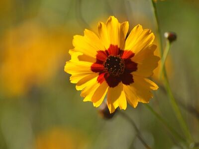 coreopsis flower, yellow flower, midsummer, wildflower, garden flower, nature, summer flower, sunny flower, wild plant, multicolored flower, garden, flower meadow, blooming, plant, vibrant colors, summer day, landscape, red color, striking, sunny day, natural beauty