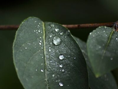 leaf, close-up, water, raindrops, nature, humidity, drops, green, after rain, nature theme, simplicity, pure, outdoors, natural world, minimalism, freshness, calm, liquids, peaceful, eco-friendly, external