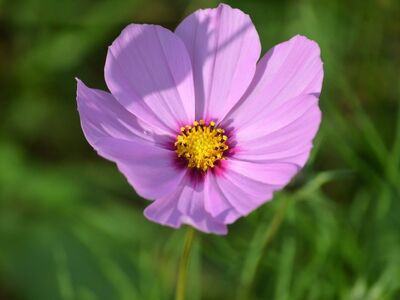 cosmea, ornamental flower, pink flowers, green background, summer flower, natural beauty, macro photography, delicate texture, nature, natural background, symmetrical bloom, delicate petals, flower garden, summer day, flower decoration, sunny day, floral pattern, beauty of nature, ornamental