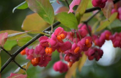 spindle tree, autumn colors, nature, capsule berries, leaves, branches, pink, orange, nature wallpaper, autumn picture, shrub, small blooms, nature details, decorative shrub, close-up, ripeness, pink-orange, natural beauty, decoration, plant