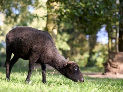 sheep, black fur, grazing, ouessant sheep, grass, pasture, farm, nature, rural, mammal, yard, agriculture, outdoors, animal care, green color, hay, animal fur, traditional farming, summer season