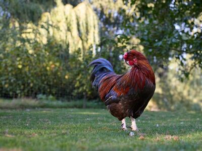 rooster, plumage, grass, green, outdoors, farm, nature, healthy, fertile, male, animal, colorful, comb, animal care, countryside, yard, sun, alarm, vibrant