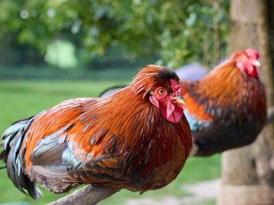 rooster, chicken, bird, nature, domesticated, feather, colorful, red, farming, countryside, animal life, beak, lively, poultry, rural, black, comb