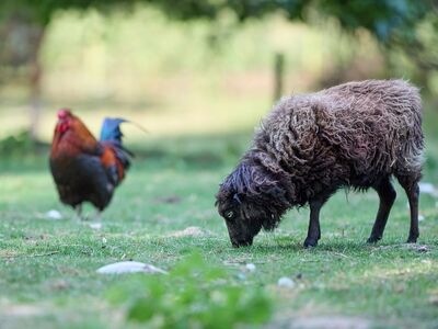 sheep, rooster, black sheep, farm, countryside, pasture, grass, domesticated, wool sheep, agriculture, nature, animal, livestock, rural, green, outdoor, black sheep in pasture