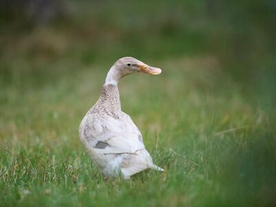 duck, grass, outdoor, animal, nature, feather, beak, farm, countryside, agriculture, pet, standing, landscape, tame, wild bird, portrait, peace, calm, simplicity, serenity