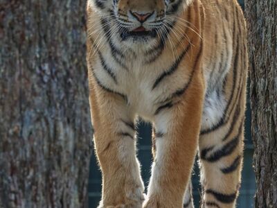 tiger, nature, wild, animal, predator, stripes, feline, animalistic, wildlife, jungle, dangerous, wilderness, asian, wood, idle, bear claw, hunter, renewal