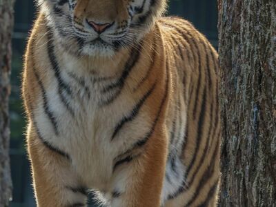 tiger, animal, predator, nature, aura, stripes, big cat, fur, frontal, wild, forest, natural habitat, presence, posing, canine, wild animal, handsome, light, feline