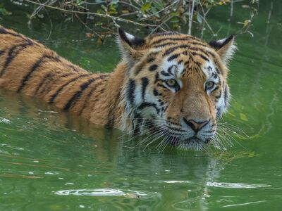 tiger, nature, animal, predator, feline, swimming, water, bathing, stripes, wild, moment, concept, wilderness, green, hunter, danger, camouflage, natural environment, mammal, big cat