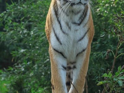 tiger, nature, animal, predator, cat, striped predator, tiger stripes, majestic predator, forest, wild, wilderness, dense forest, big cat, wild animal, proud, wild zone, carnivorous, endangered species, pet, size