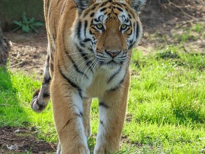 tiger, nature, animal, predator, feline, wilderness, fur, striped, big cat, zoo, intense gaze, hunter, environment, grass, green background, daylight, unique pattern, fauna, wild, rest