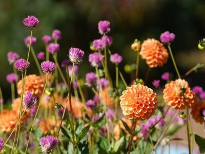 flower, dahlia, anemone, nature, orange, flower wallpaper, purple, garden, summer, flower background, magic, beauty, sunny, colorful, petal, outdoor, summertime, plant, beautiful flowers, flower arrangement, freshness, natural beauty