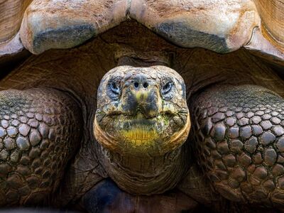 tortoise, reptile, zoo, giant tortoise, galapagos, galapagos tortoise, perth, head, close-up, old tortoise, texture, ochre, skin, shell, zoological garden, wise look, protection, age, detail