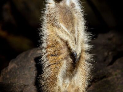 meerkat, zoo, alert, cute, sentry, animal, daylight, guarding, standing, wildlife, nature, brown fur, portrait, carnivore, attraction, typical posture, savanna, rock, land mammal, foraging