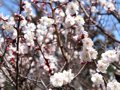 blossoms, spring, nature, white flowers, branches, pink buds, japanese culture, mountains, blue sky, outdoors, plum tree, floral scenery, ornamental, natural beauty, blooming, peaceful, garden, romantic, picturesque