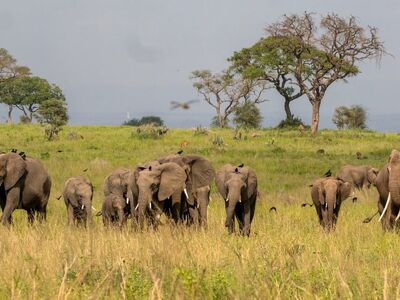 elephants, herd, savannah, uganda, africa, nature, wildlife, safari, national park, central africa, green, tree, savannah grass, animals, biology, natural history, nature photography, ecology, biodiversity, green landscape