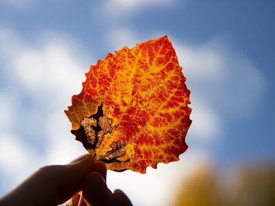 leaf, autumn, yellow, orange, red, wallpaper hd, cool backgrounds, texture, beautiful wallpaper, blue sky, free wallpaper, bokeh, nature, 4k wallpaper, details, 4k wallpaper 1920x1080, lighting, desktop backgrounds, background, backlight, laptop wallpaper, full hd wallpaper, free background, hd wallpaper, mac wallpaper, windows wallpaper, hand, wallpaper 4k, sharp, silhouette, contrast, nature photography, composition