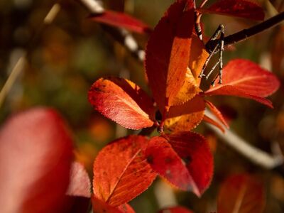 red leaves, autumn, nature, horticulture, colorful foliage, detail, leaves, natural beauty, sunshine, vibrant colors, deciduous tree, botany, outdoors, landscape, tranquility, forest, aesthetics, light, outdoor setting, view
