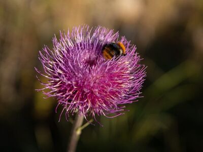 flower, bumblebee, beautiful flowers, purple, nature close-up, nature, flower background, sunlight, pollination, wildlife, macro photography, flower wallpaper, natural light, summer, thorn, garden, green, flying, wings, stamen, soil, petals, display, outdoor