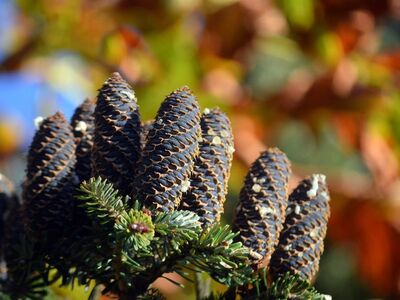 korean fir, cone, pine needles, tree, forest, nature, branch, evergreen, beautiful, macro, green, detail, conifer, ecology, flora, biology, needle branch, cone bark, rural, botany