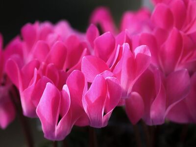 cyclamen, pink, flower, nature, houseplant, botanical, macro, petal, detail, ornamental, beauty, pink flower, sharpness, delicate, growth, seasonal, bright, fresh